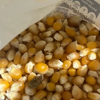 Tat Marka Mısırda Böcek Ve Çöp Şoku