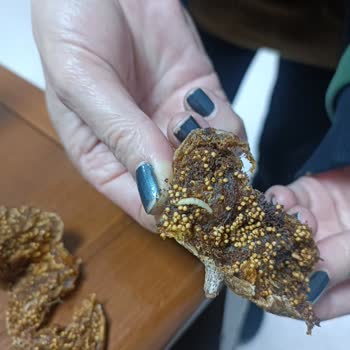 Amigo İncirlerde Kurtçuk Şoku