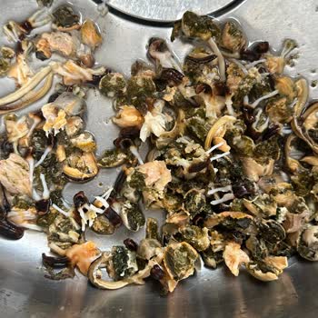 Temizlenmemiş Midyelerle Karşılaştım