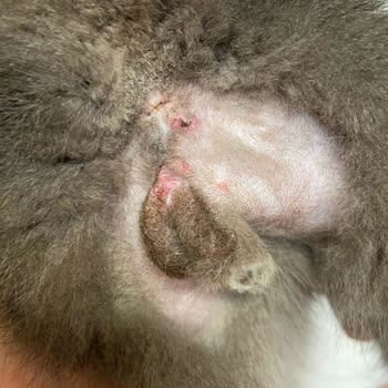 Yanlış Tedavi Sonucu Kedimin Ölümü