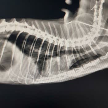 Yanlış Tedavi Sonucu Kedimin Ölümü