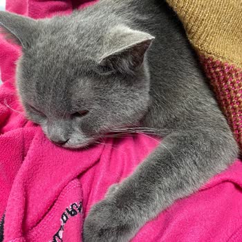 Yanlış Tedavi Sonucu Kedimin Ölümü