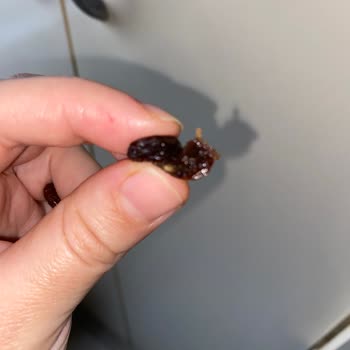 Tarım Kredi Market'ten Alınan Kuru Üzümde Kurt Çıkması