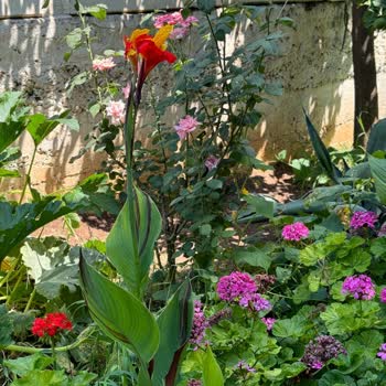 Psikoterapist Mehmet Ulubey Randevu Alma Zorluğu Ve Katı Ev Ödevleri!