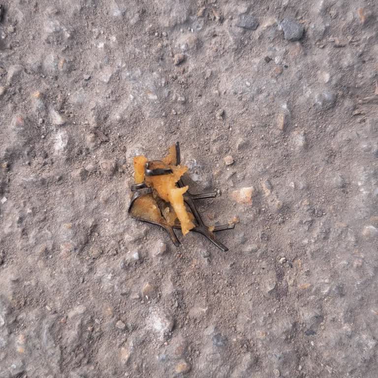 Dürümde Beklenmedik Misafir: Güvenlik Sorunu