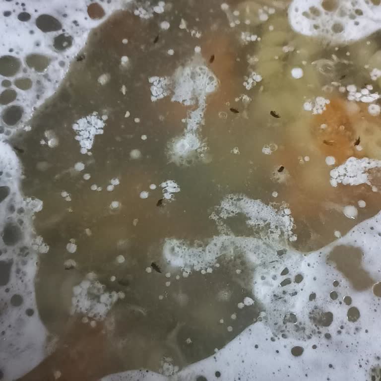 Renkli Makarna Kabusu: Böceklerle Dolu Paketler