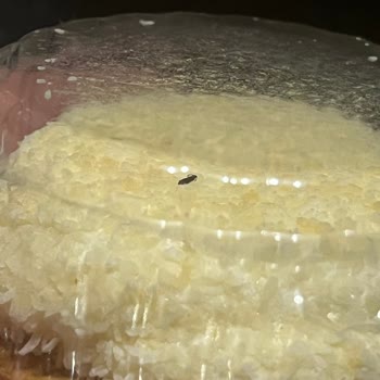 Eti Puf Ürünü İçinde Böcek Şoku