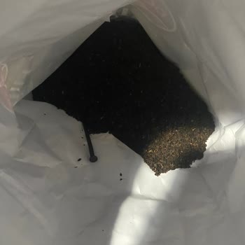 Çay Paketinden Çıkan Çivi Şoku