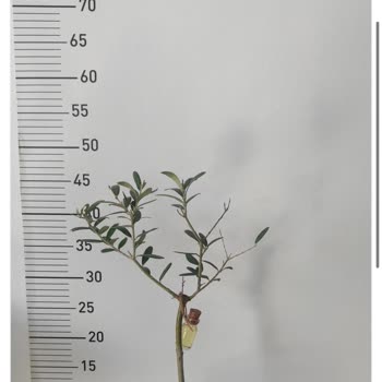 Yanıltıcı Ürün Görseli Ve İletişim Sorunları