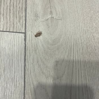 Ülker Sağlık İçin Alınan Üründen Şok Edici Böcek Çıkışı