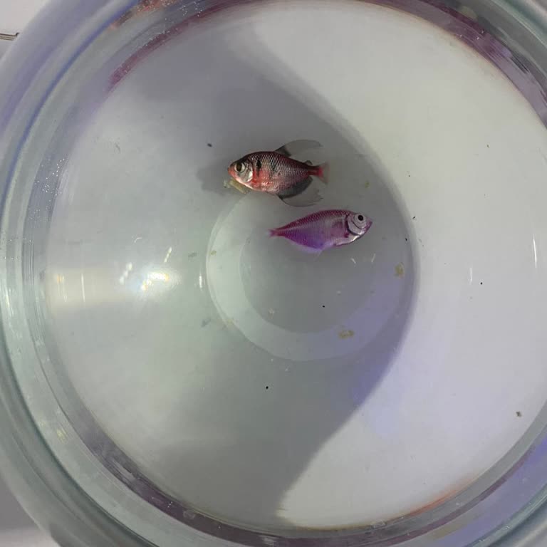 Von Alp Petshop İlgisizliği!