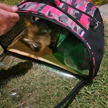 Evcil Hayvanla Köfteci Yusuf'ta Yaşanan Sorun