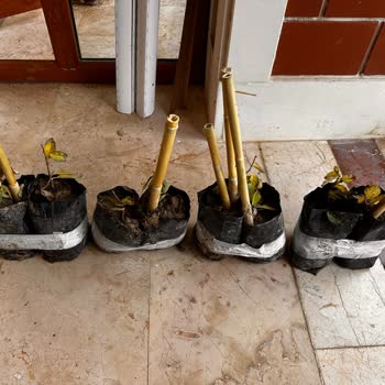 Floramut'tan Gelen Yanıltıcı Sipariş Ve İletişim Sorunları