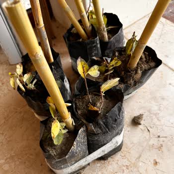 Floramut'tan Gelen Yanıltıcı Sipariş Ve İletişim Sorunları