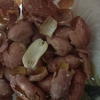 Migros'tan Aldığım Fıstıklar Kurtlu Çıktı