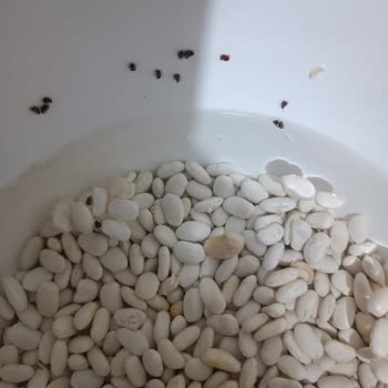 Böceklenmiş Kuru Fasulye Ve Yetersiz Müşteri Hizmetleri