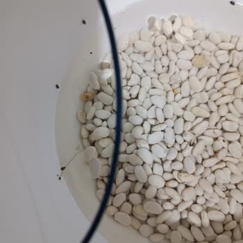 Böceklenmiş Kuru Fasulye Ve Yetersiz Müşteri Hizmetleri