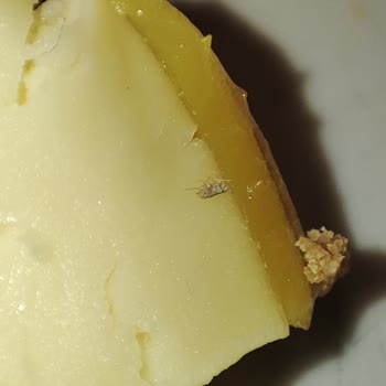 Starbucks Zitronen-Cheesecake mit Insekt – echt schockierende Erfahrung