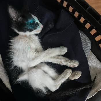 Veteriner Hizmetlerinde İletişim Sorunu