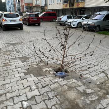 Ünye'de Tehlikeli Sokak: Acil Yenileme İhtiyacı