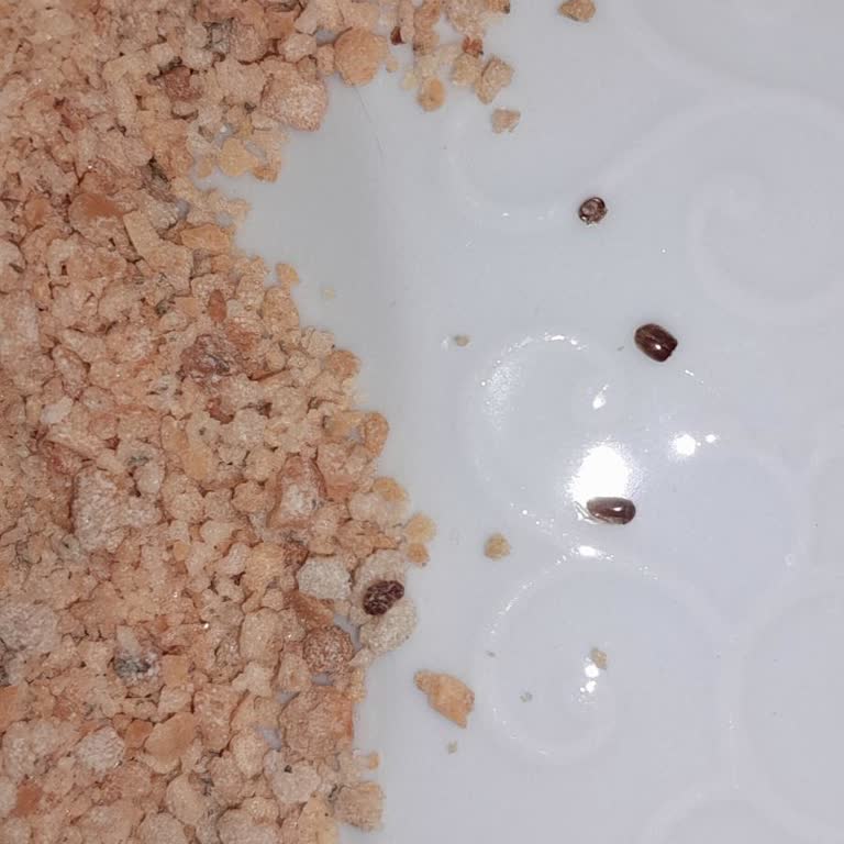 Şok Marketler Bala Hatun Tarhana Çorbasında Küçük Küçük Böcekler Var!