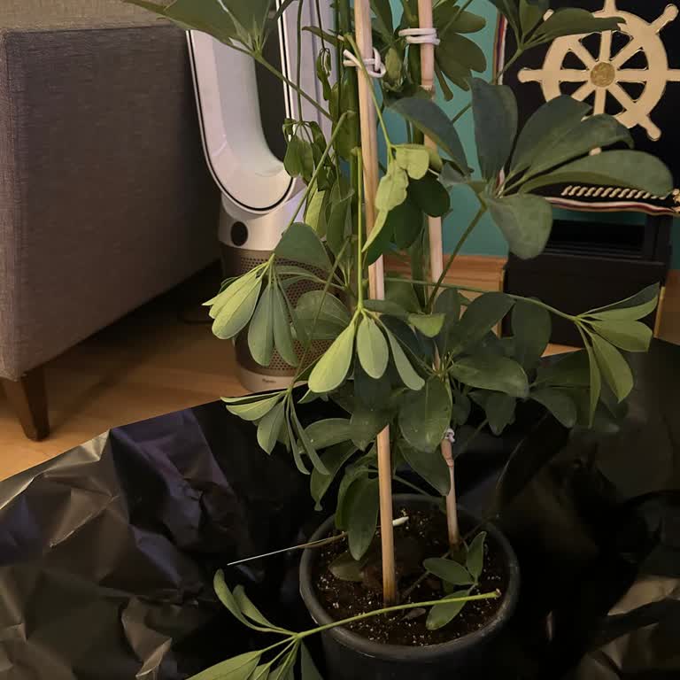 Kırık Dallar Ve Yetersiz Destek