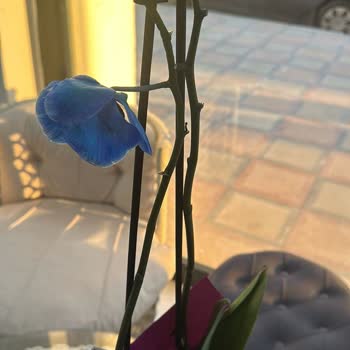 Salonbitkileri.com Yanlış Ürün Teslimatı Ve Hayal Kırıklığı
