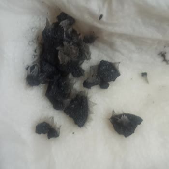 Sera Holiday Tatil Yemi Kaliteyi Bozdu