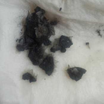 Sera Holiday Tatil Yemi Kaliteyi Bozdu