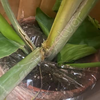 Goldlotus Hayal Kırıklığı Yaratan Bitki Teslimatı