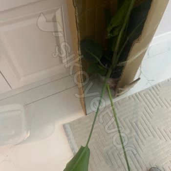 Goldlotus Hayal Kırıklığı Yaratan Bitki Teslimatı