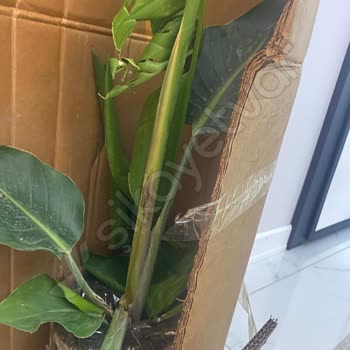 Goldlotus Hayal Kırıklığı Yaratan Bitki Teslimatı