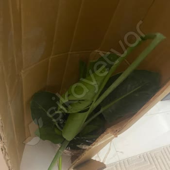 Goldlotus Hayal Kırıklığı Yaratan Bitki Teslimatı