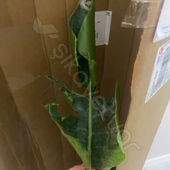 Goldlotus Hayal Kırıklığı Yaratan Bitki Teslimatı