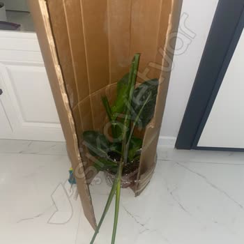 Goldlotus Hayal Kırıklığı Yaratan Bitki Teslimatı