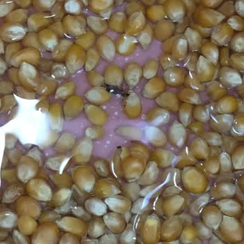 Böcekli Ürün Skandalı: Paramız Çöpe Gitti!