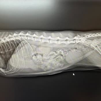 Veteriner Yanlış Teşhis Ve Yetersiz İlgisiyle Mağduriyet