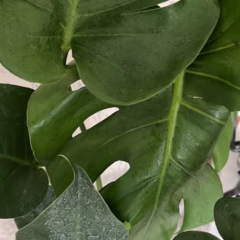 Deve Tabanı Çiçeği Alışverişinde Hayal Kırıklığı