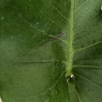 Deve Tabanı Çiçeği Alışverişinde Hayal Kırıklığı