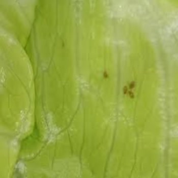 Tavada Tavuk'ta Böcek Şoku