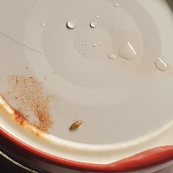 Migros'tan Aldığım Salçadan Kurt Çıktı!