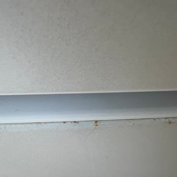 La tapa del congelador de mi Bosch se oxidó y no la reemplazan