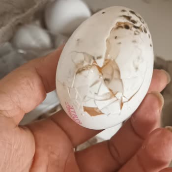 Şok Market'ten Aldığım Yumurtalar Küflü Ve Çürük Çıktı
