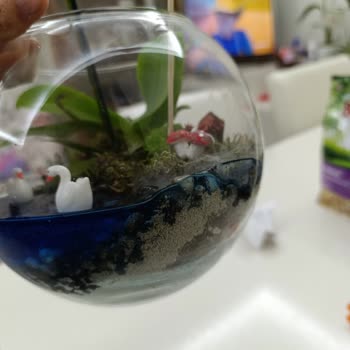 ÇiçekSepeti Küflü Ve Sinek Dolu Teraryum Şoku