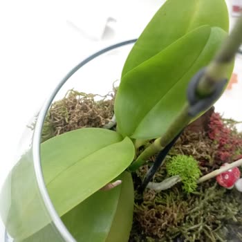 ÇiçekSepeti Küflü Ve Sinek Dolu Teraryum Şoku