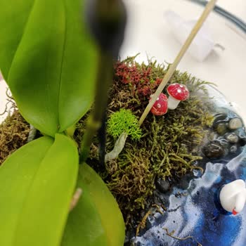 ÇiçekSepeti Küflü Ve Sinek Dolu Teraryum Şoku