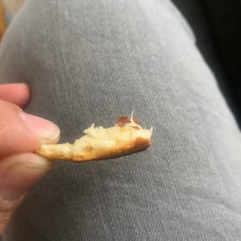 Migros'tan Aldığım Pidenin Hijyen Sorunu