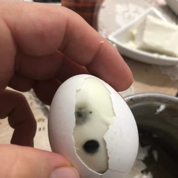 Son Kullanma Tarihi Geçmemiş Yumurtanın Çürüklüğü