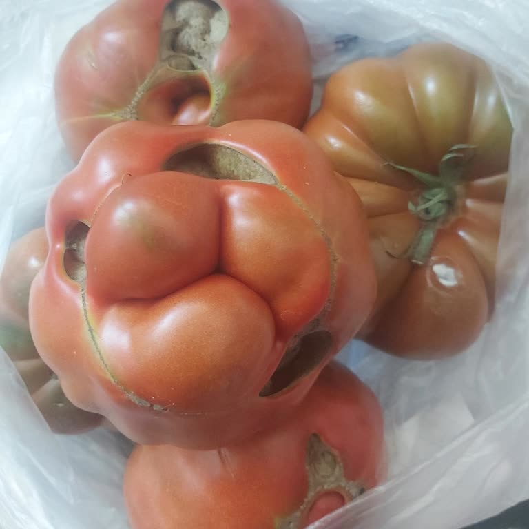 Akabe Şubesi'nden Aldığımız Pembe Domateslerin Kötü Durumu Ve İlgisizlik