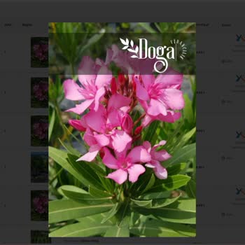 Trendyol'da Ürün Bilgileri Kendiliğinden Değişiyor, Çözüm Bulamıyoruz